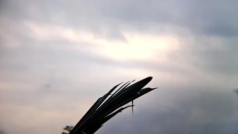 When it's cloudy, the leaves and branches sway Stock-Footage 332358434