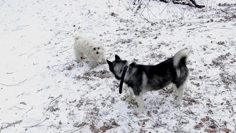 When the lapdog quarrels with the husky Stock Footage 78875717