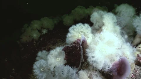 When Metridium Senile Eats a Lion's Mane Jellyfish in the Arctic Stock Footage 323936060