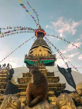 When monkeys are posing for the photo Stock Photos