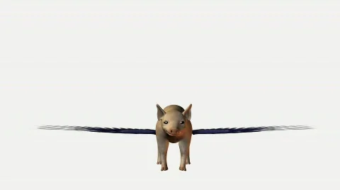 When pigs fly Stock-Footage 104729