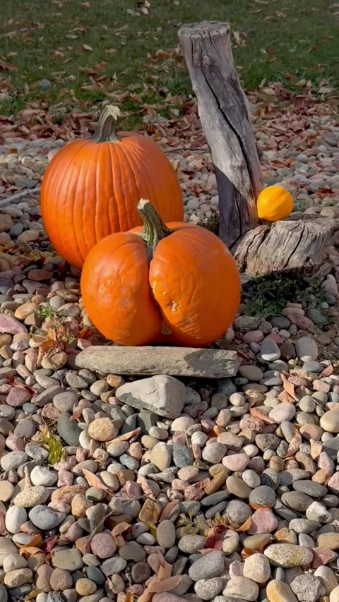 When the Pumpkin Needs a Parental Advisory, Berthoud, Colorado, USA - 26 Oct 202 Stock Footage 320639985