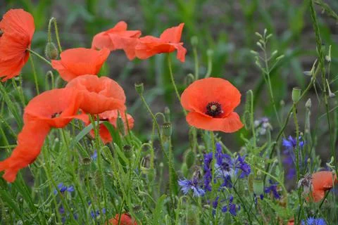 When the red poppy opens, it is struck by its beauty. Stock Photos