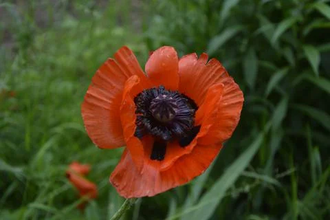 When the red poppy opens, it is struck by its beauty. Stock Photos