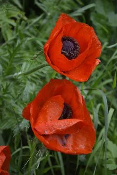 When the red poppy opens, it is struck by its beauty. Stock Photos