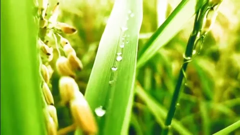 When the rice is bearing fruit Stock Footage 232993080