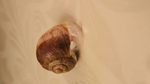 When a snail hibernates, it surrounds the front of its shell with mucus Stock Footage 160357471