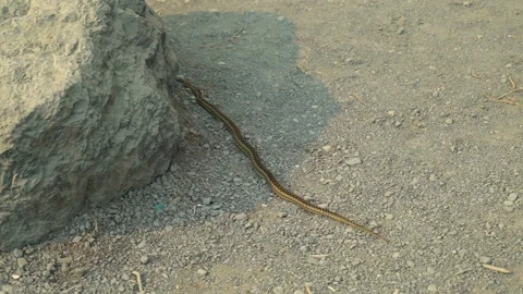When a Snake is Threatened by a Crow Stock Footage 197473411