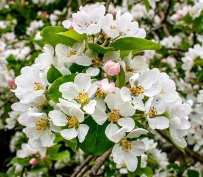 When spring arrives 写真素材