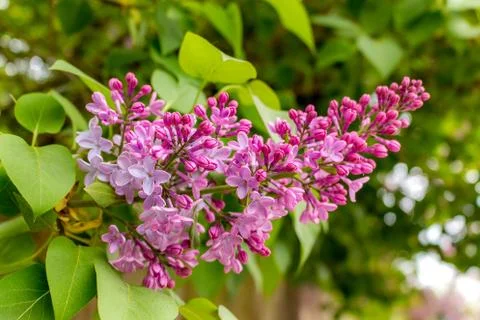 When spring arrives 写真素材