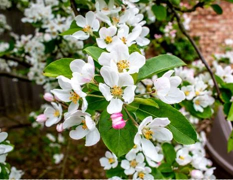 When spring arrives 写真素材