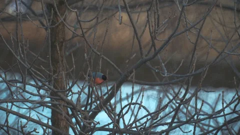 When the sun rises two bullfinch birds playing on a tree branch and flew away Stock Footage 125434606