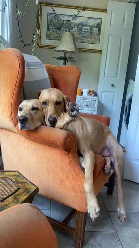 When There's 3 of Us but Only 2 Cozy Chairs, Charleston, South Carolina, USA - 3 Stock Footage 316261140