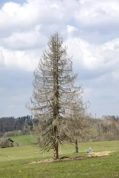 When a tree dies Stock Photos