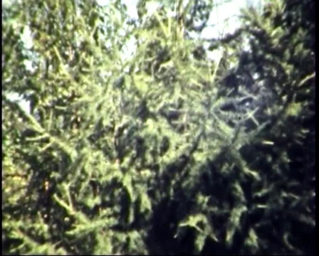 When the trees were large Vídeo Stock 956818