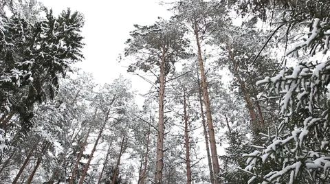 When the trees were large Stock Footage 46798289