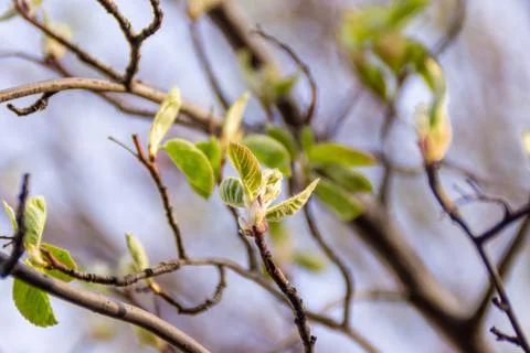 When warming, the irga dissolves young leaves in the spring from swollen buds Stock Photos