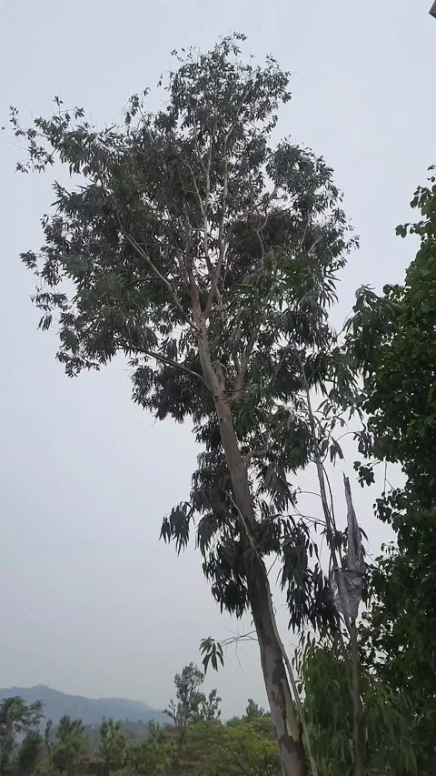 When the Wind Decides: The Unseen Strength of Trees Video stock 316826223