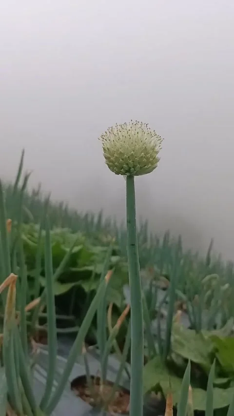 When the wind sings its own song Video stock 197037758