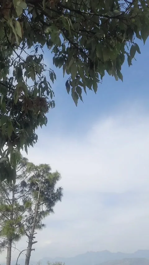 When the Wind Whispers to the Tree Video stock 305979476