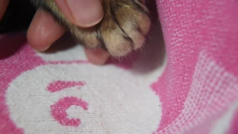 When you press on a cat's paw, sharp Stock Video Pond5