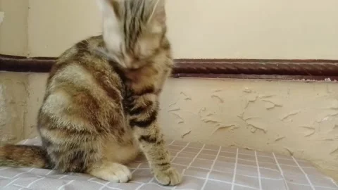 When Your Cat needs an attention Stock Footage 218344009