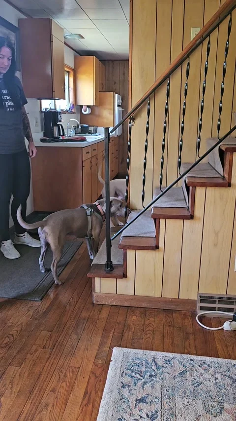 When Your Dogs Have Never Seen Stairs Before, Pittsburgh, Pennsylvania, USA - 04 Stock Footage 314460147