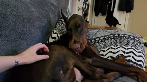 When Your Tongue Software Needs an Update, Chicago, Illinois, USA - 21 Nov 2025 Stock Footage 321775752