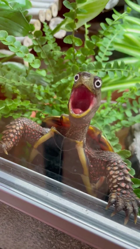 When Your Turtle Is Totally Shell-Shocked, Soderhamn, Sweden - 01 Sep 2024 Stock Footage 283293379