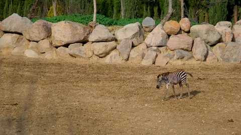 When zebras roam Stock Footage 121825783