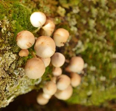 When mushrooms or conks, also called a bract or shelf, grow on tree bark Stock Photos