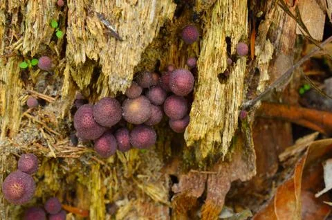 When mushrooms or conks, also called a bract or shelf, grow on tree bark Stock Photos