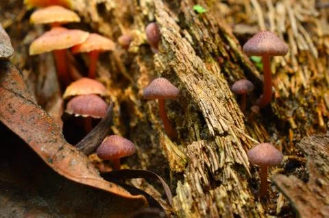 When mushrooms or conks, also called a bract or shelf, grow on tree bark Stock Photos