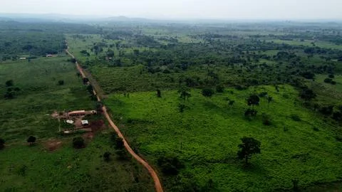 Where the Amazon rainforest turn into cattle land Stock Photos