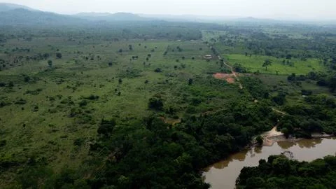 Where the Amazon rainforest turn into cattle land Stock Photos