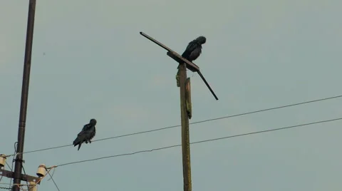 Where black birds combs after the rain Vidéo 57337834