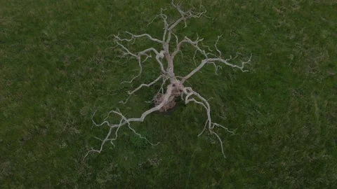 Where the Dead Tree lays Stock Footage 169654187