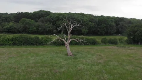 Where the Dead Tree lays Stock Footage 169654270