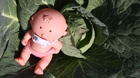 Where do babies come from? They are found in the cabbage patch Stock Footage 46085268