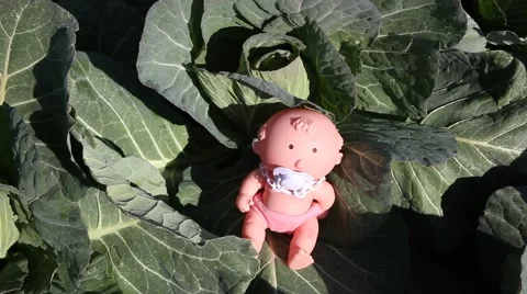 Where do babies come from? They are found in the cabbage patch Stock Footage 46085462