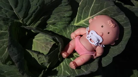 Where do babies come from? They are found in the cabbage patch Stock Footage 46085655