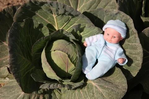 Where do babies come from?.They are found in the cabbage patch. They are not  Fotos de archivo