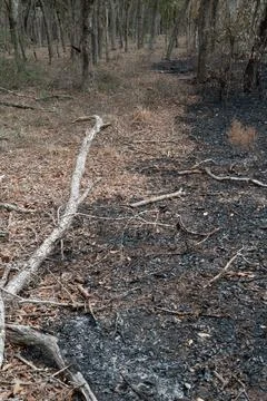 Where the fire stopped Stock Photos