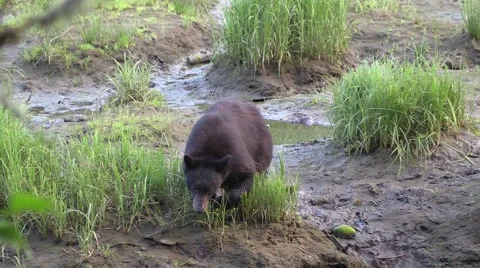 This is where the fish are, Slow motion , Black bear Stock Footage 56134576