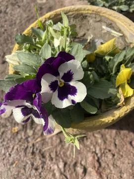 Where flowers bloom, so does beauty. purple, flower, leaves, green Stock Photos