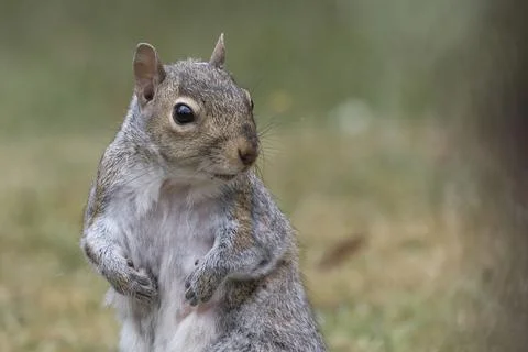 Where is my nuts Stock-Fotos