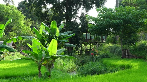 Where the River Meets the Green: Life in a Peaceful Countryside Village 스톡 동영상 342222823