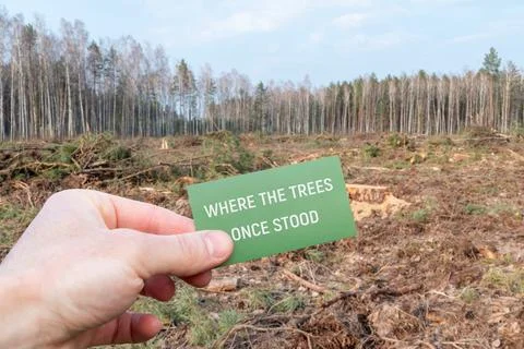 Where the trees once stood sign in clear-cut forest Stock Photos