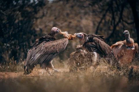 Where two arguing... Stock Photos