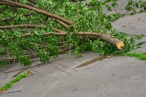 Whether cleaning of fallen broken trees felled after storm Photos